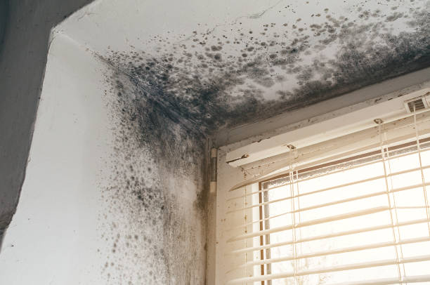 Affordable Mold Remediation solutions in Hainesport, NJ