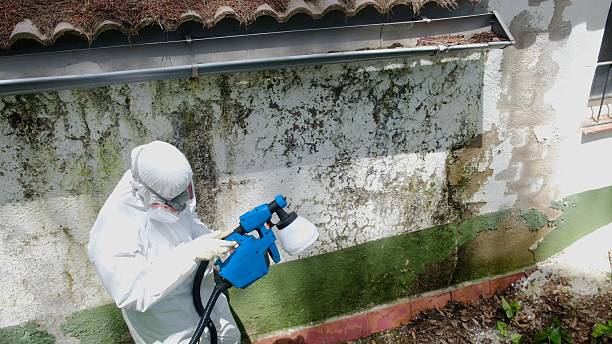 Top rated local Mold Remediation specialists in Hainesport, NJ